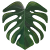 Foglia della Monstera deliciosa - foglia della finestra
