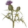 thistle