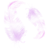 2 plumes roses