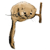 Dormouse