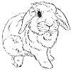 Aries Lop rabbit