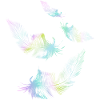 rainbow feathers