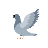 Cadeau chemise Cool Pigeons