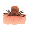 Zecca, zecche, parassiti, parassiti, insetti, disgusto