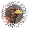 Harris Hawk mandala