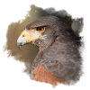Harris Hawk Jerry