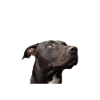 Pit bull