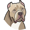 American Bully - head (colors)