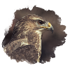 Buse variable