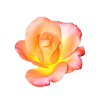 Apricot Rose On Black