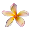 Frangipani Cutout On Black