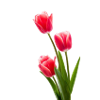 Tulip / tulip