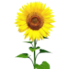 Sonnenblume / Sunflower