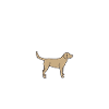 Pet mom