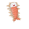 Sushi rice sleeps under shrimp