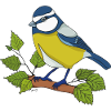 Blue tit