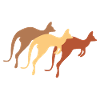 kangaroo