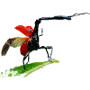 Giraffe weevil From Madagascar