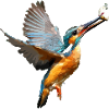 Kingfisher