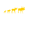 Moose
