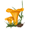 Chanterelle