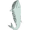 Blue whale