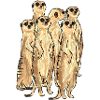 Conception de suricate / suricate