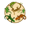 Gecko lizard