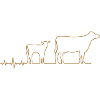 Vache
