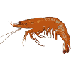 shrimp