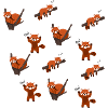 Red panda
