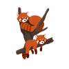 Red panda