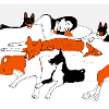 Chiens Basenji couchés