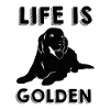 Golden Retriever Dog