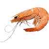 shrimp