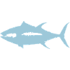 tuna fish