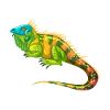 Iguana reptile lovers