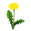 Löwenzahn | dandelion