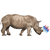 Birthday rhino
