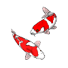 Koi carp