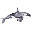Orca