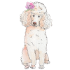 Caniche à fleur