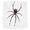 Spider on the web