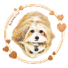Havanese