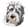 Bearded Collie