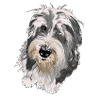 Bearded Collie