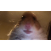 meme hamster