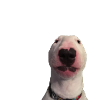 meme dog walter