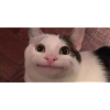 meme cat