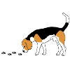 Beagle beagle